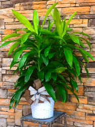 Cane Plant  from Martha Mae's Floral & Gifts in McDonough, GA