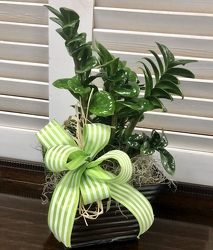 ZZ PLANT from Martha Mae's Floral & Gifts in McDonough, GA