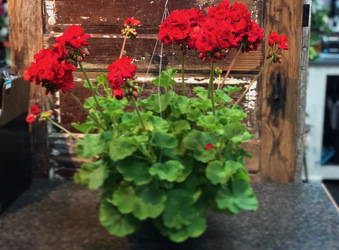 1 LEFT! Geranium in hanging basket  from Martha Mae's Floral & Gifts in McDonough, GA