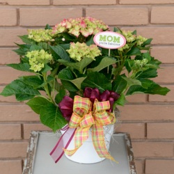Hydrangea for the Homemaker from Martha Mae's Floral & Gifts in McDonough, GA