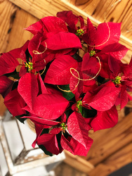 Red Poinsettia w/ Glitter & Gold Ting -Small from Martha Mae's Floral & Gifts in McDonough, GA