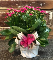 Blooming Kalanchoe in Ceramic Pot from Martha Mae's Floral & Gifts in McDonough, GA