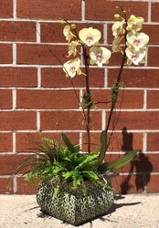Potted Orchid Garden  from Martha Mae's Floral & Gifts in McDonough, GA