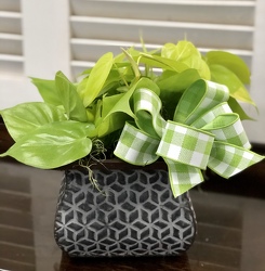 POTHOS PLANT from Martha Mae's Floral & Gifts in McDonough, GA