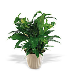 Spathiphyllum Plant - Medium  from Martha Mae's Floral & Gifts in McDonough, GA