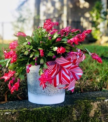 SALE!! Christmas Cactus  from Martha Mae's Floral & Gifts in McDonough, GA