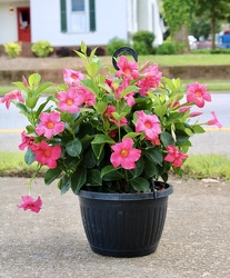 Hanging Basket Dipladenia Flowering Plant from Martha Mae's Floral & Gifts in McDonough, GA