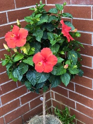 Hibiscus Plant  from Martha Mae's Floral & Gifts in McDonough, GA