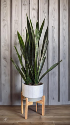 Snake Plant  from Martha Mae's Floral & Gifts in McDonough, GA