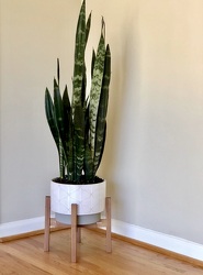 Snake Plant from Martha Mae's Floral & Gifts in McDonough, GA
