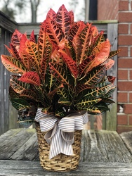 Stately Croton Plant from Martha Mae's Floral & Gifts in McDonough, GA