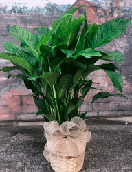 Spathiphyllum Plant - Large from Martha Mae's Floral & Gifts in McDonough, GA