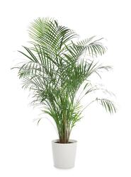 Majesty Palm Plant from Martha Mae's Floral & Gifts in McDonough, GA