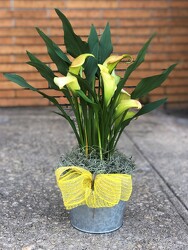 Calla Lily Plant from Martha Mae's Floral & Gifts in McDonough, GA